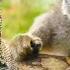 Exploring The Most Rare And Endangered Animals Our World