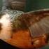 Stunning Slo Mo Footage Of Hummingbirds Hovering In Air
