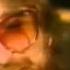 David Paich Interview 1982