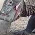Komodo Dragon Cruelly Swallowed Monkey Alive
