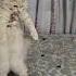 A Paca Pace Cats Cat Mycat Catmusic Catsdontdance Catscatscats Catperson Cats Lovelycat Kitty