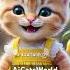 Dudi Dudi Dam Dam Catshorts Shorts Shortsfeed Cutecat