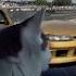 Cat Drifts