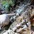 Discovery Of White Opal Chunks In The Forest Agate Diamond Gemstones Jade Petrifiedwood