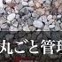 お庭 ７ お庭丸ごと管理 伸びた草を抜いたらカリカリ良い音がするから 道具を使わずに手で引っこ抜く