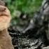 Suara Otter Berang Berang Suara Pikat Otter Anak Otter Memanggil Indukan Teman