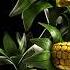 Plants Vs Zombies Garden Warfare 2 Kernel Corn Voice Clips