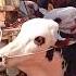 Qurbani Ka Janwar Foryou Sindhmandi Nasli Qurbanikajanwar Fypシ Cattleupdatekarachi