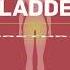 PiLeJe Laboratoire Understanding Urinary Tract Infections