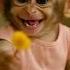 Cute Monkey Mimi Offers You A Flower