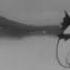 1933 A Very Old Japanese Anime A Valuable Film Monkey S Big Catch