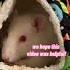 Common Pet Rat Noises