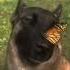 Dog With Butterfly On Nose I Have No Enemies