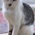 Skittish Male Candidate For Neuter Cats Of Daang Hari