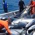 Unbelievable Longline Fishing Tuna How Fishermen Catch Millions Of Tuna Using Longline Fishing