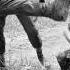 Eve Of Destruction By Barry McGuire