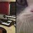 The Kiffness X Big Billy Live Looping Talking Cat Remix