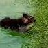Trust Issues Unlocked Shorts Dog Funny Swimming