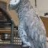 Even Giz Has Seen A Wet Fart Go Bad Talkingparrot Africangrey Gizmo