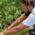 Harvesting Cilantro On Repeat