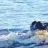HIPPO ATTACKS 3 LIONS CROSSING THE RIVER