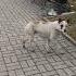 пропала собака по кличке дружок Shorts The Dog Went Missing Shorts Animal Shorts