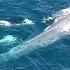 Watch Killer Whales Charge Blue Whale Rare Drone Footage National Geographic