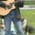 Pit Bull Blues By John Shipe