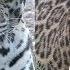Jaguar VS Leopard FAQ Friday