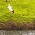 Ibis Stork Swamphen Birds Whiteibis Nature Trending Viralshort Pleaselikesharesubscribe