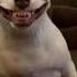 Dog Smiling Phonk Part 1 Fyp