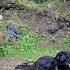 Mountain Adventure Bear Encounter Friendly Dogs And Mountain Style Pancakes
