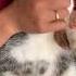 Omi Takbir Sama Joded Nurut Kucing Kucinglucu Kucingimut Adopsikucing Cat Catlover