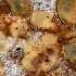 Блины с беконом и яблоком Apfel Speck Pfannkuchen рецепт от Foodclub Ru