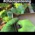 Fast And Easy Way To Sow Seeds In The Garden Chaosgarden Gardening Gardeningideas Sowingseeds