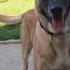 Before You Get A Belgian Malinois WATCH THIS