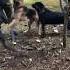 Zeus S FIRST Dog Fight European Doberman Vs German Shepherd GSD