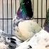 Teddy Kabootar Tasveer Waly Kabootar Bird Kabootarba Pigeon Amjadaliofficial