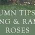 Autumn Tips For Climbing Rambling Roses By Steve Head Gardener At David Austin Roses