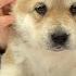 Alabai Puppy Female Ovadan 5 Weeks Old Reserved
