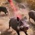 Poor Little Pig Farm Farming Satisfying Farmer Nature