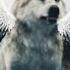 Twilight Wolves Let Her Go