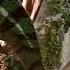 Building A Terrarium For Panther Chameleon Furcifer Pardalis Терариум за Леопардов хамелеон