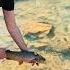 Trout Stocking Fishing Wv Wvdnr Fishing Mountains Outdoors Fun Trout Troutstocking Fish