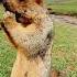 Cute Wild Animal Bobak Marmot Or Prairie Dog Eating Cookies Yummy 114