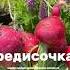 Самый сладкий сорт редиса немецкий гигант Высаживаем рассадой