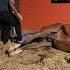ولادة الخيل Moments Of The Birth Horse Horse Horselover