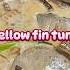 Yellow Fin Tuna In Coconut Milk Food Foodie Comfortfood