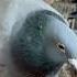 Helping This Tiny Soul Take Its First Breaths Kalapati Pigeonrace Pigeon Bird Merpati Kabutar