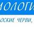 7 класс Биология Паразитические плоские черви класс сосальщики